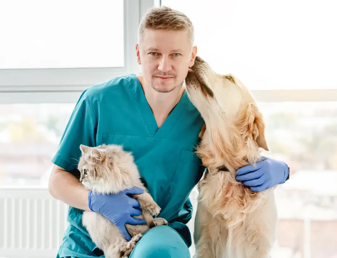 Vet interacting with a golden retriever in clinic