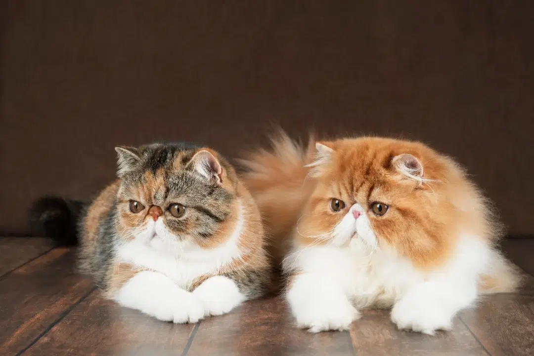 Healthy pets representing sustainable and responsible veterinary care